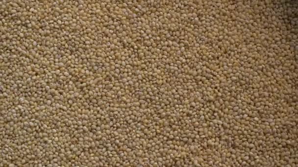 Raw Whole Dried Proso Millet — Stockvideo