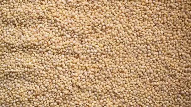 Raw Whole Dried Proso Millet — Stockvideo