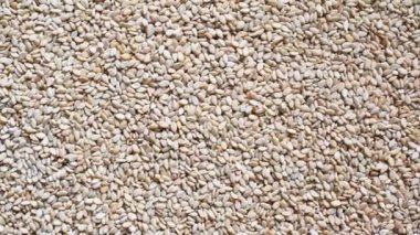 Çiğ, kurutulmuş beyaz susam tohumları.