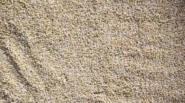 Çiğ, kurumuş, kahverengi, üstsüz darı