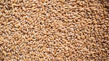 Çiğ, kurutulmuş buğday taneleri.