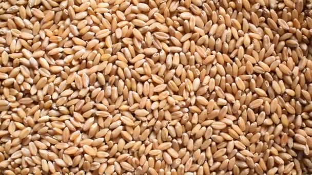 Raw Whole Dried Wheat Cereal Grains — Stockvideo