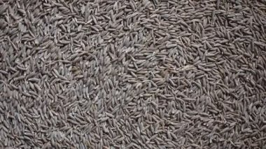 Çiğ kurutulmuş kimyon tohumları.