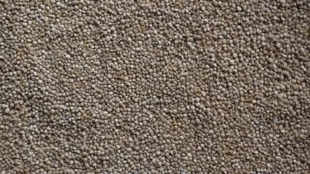 生の乾燥キノアの種 — ストック動画