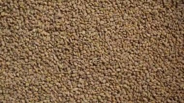 Çiğ, kurutulmuş FenuGreek tohumları.