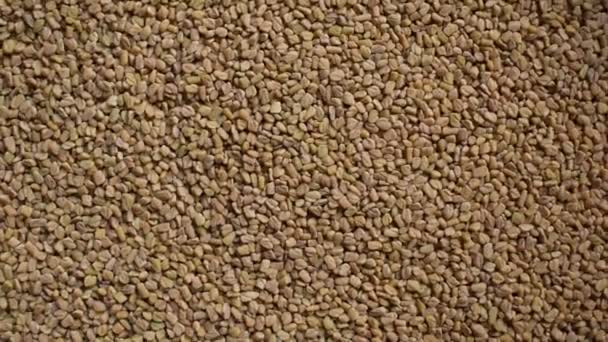 Raw Whole Dried Fenugreek Seeds — Stockvideo