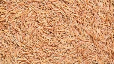 Kızarmış ince Vermicelli makarna.