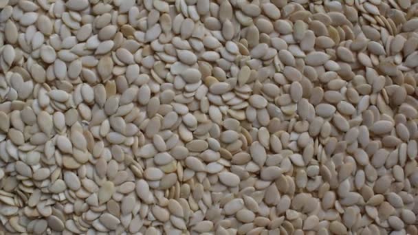 Целые Сырые Сушеные Семена Арбуза — стоковое видео