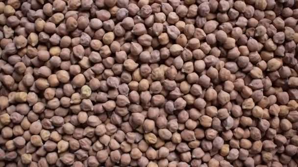 生的全干褐色鹰嘴豆 — 图库视频影像