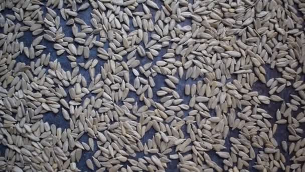 Raw Whole Dried Hulled Sunflower Seeds — ストック動画