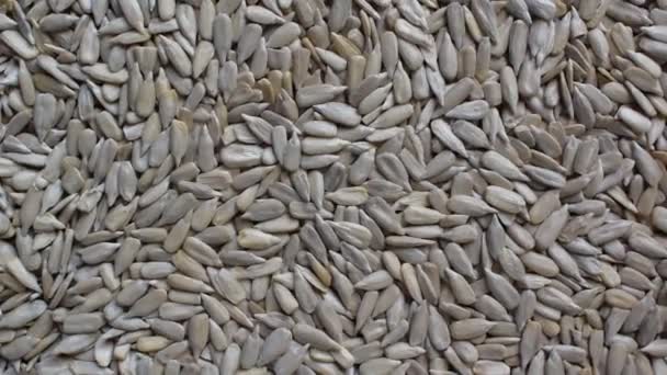 Raw Whole Dried Hulled Sunflower Seeds — Vídeo de stock