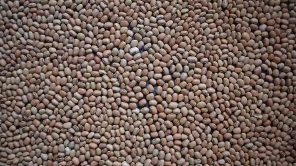 Raw Whole Dried Cowpea Beans — Stock Video