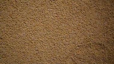 Çiğ, kurutulmuş sarı hardal tohumları.