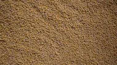 Çiğ, kurutulmuş sarı hardal tohumları.