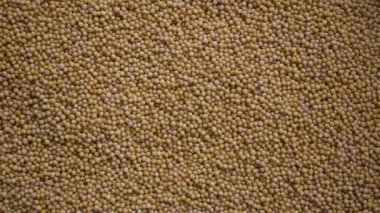 Çiğ, kurutulmuş sarı hardal tohumları.