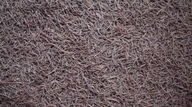 Çiğ çiğ parmak darı vermicelli makarna.