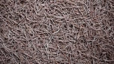 Çiğ çiğ parmak darı vermicelli makarna.