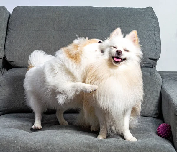 Két Aranyos Fehér Német Spitz Pomeranian Játszik Kanapén — Stock Fotó