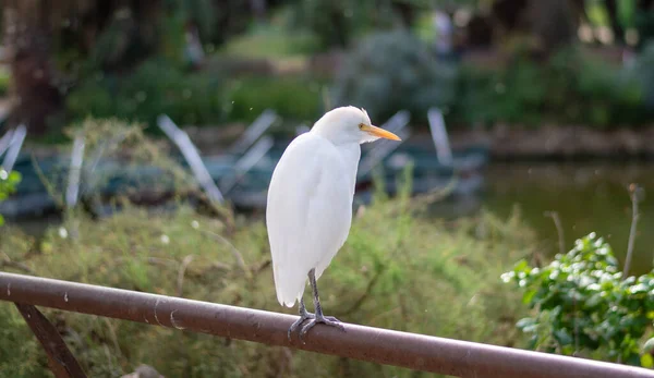 Cattle Egret Bubulcus Ibis Resting Urban Park — Stock Photo, Image