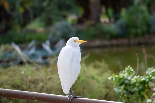 Bovinos Egret Bubulcus Ibis Descansando Parque Urbano — Fotografia de Stock