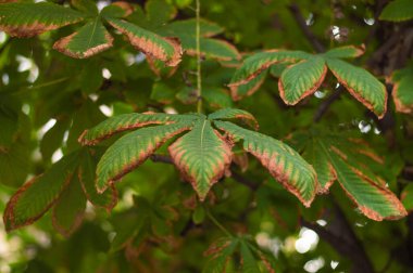Sonbaharda renk değiştiren bir ağacın yaprakları. Renkli portakaldan yeşil yapraklara.