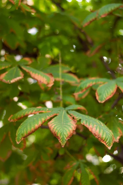 Leaves Tree Changing Color Autum Pretty Colorful Orange Green Leaves — Fotografia de Stock