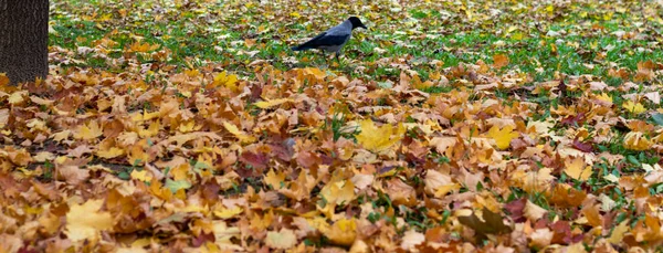 Autumn. Leaves on the ground. Falling leaves natural background. Multicolored  leaves are in the grass.