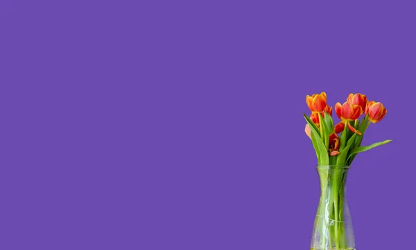 Beautiful orange tulips in glass vase on purple background. Glass vase with bouquet of orange tulips purple background