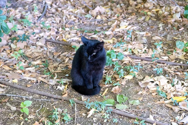 Portrait Chat Noir Sur Herbe Dans Parc Europe — Photo