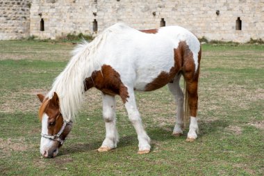 Orta Çağ Puivert Kalesi, Aude, Occitanie, Güney Fransa. Midilli iç bölgede otluyor.