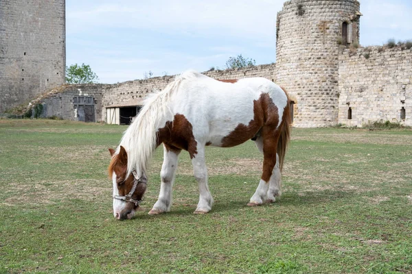 Orta Çağ Puivert Kalesi, Aude, Occitanie, Güney Fransa. Midilli iç bölgede otluyor.