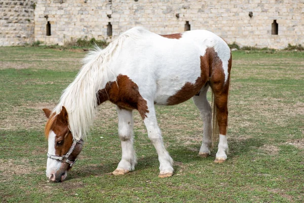Orta Çağ Puivert Kalesi, Aude, Occitanie, Güney Fransa. Midilli iç bölgede otluyor.
