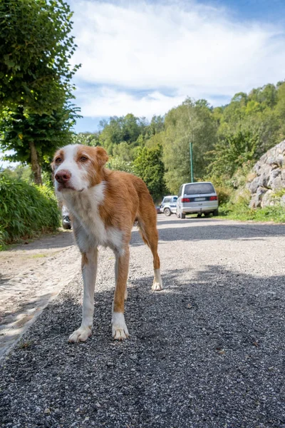 Kameraya bakan sokak köpeğine yaklaş.