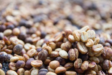 Çiğ kahve çekirdekleri dokusunu görmek için kavruluyor, iş kahvesi kavramı.