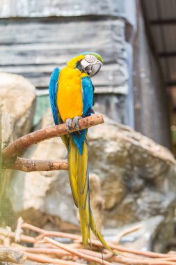 Hayvanat bahçesinde sarı papağan ve mavi.