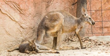 Kanguru anne ve bebek hayvanat bahçesinde