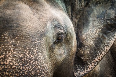 Asya fili yakın plan geçmişi