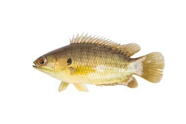 Tırmanan tünek ya da tırmanan gourami, Altın Balık, izole edilmiş beyaz arkaplan