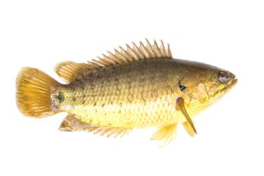 Tırmanan tünek ya da tırmanan gourami, Altın Balık, izole edilmiş beyaz arkaplan