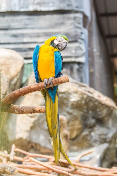 Hayvanat bahçesinde sarı papağan ve mavi.