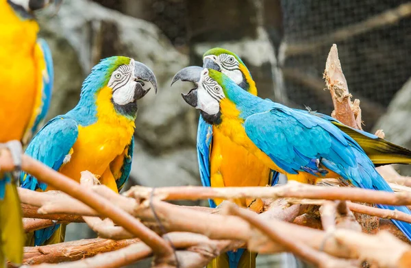 Κίτρινος Παπαγάλος Και Μπλε Στο Ξύλο Ζωολογικό Κήπο — Φωτογραφία Αρχείου