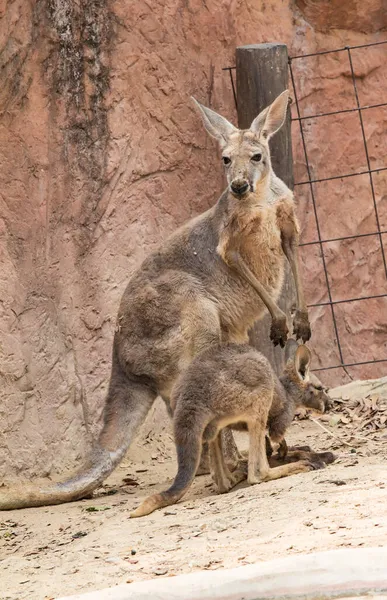 Madre Canguro Bebé Zoológico —  Fotos de Stock