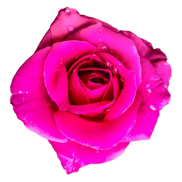 Rosa Dia Dos Namorados Amor Isolado Fundo Branco — Fotografia de Stock