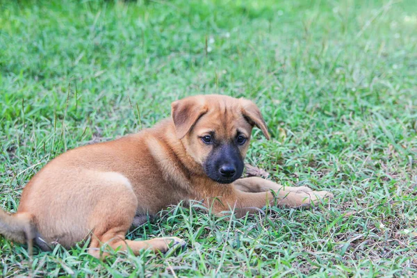 漂亮的小狗褐色的狗看起来 狗的眼睛在草地上肖像画 文本的复制空间 — 图库照片