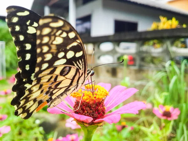 Butterfly Nymphalidae Feeding Pink Flower Rain Season Garden — Stock Photo, Image