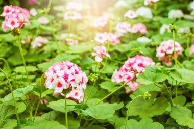 Fresh pink flower blossom in garden,With sunset background.