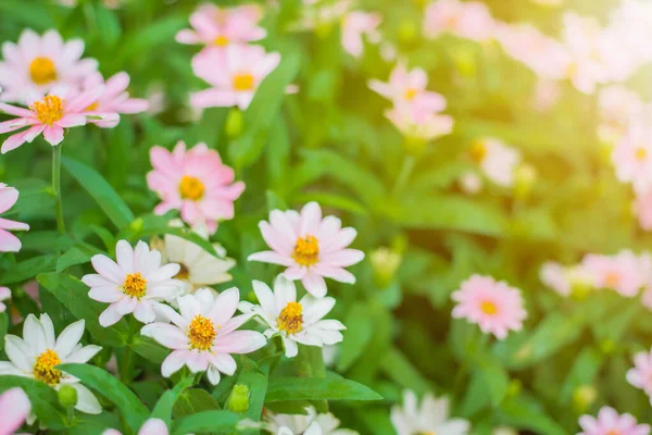 Fresh Pink Flower Blossom Garden Sunset Background — Φωτογραφία Αρχείου