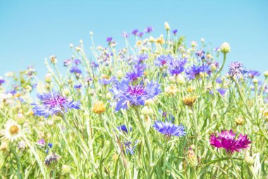 Beautiful blue flowers closeup clipart