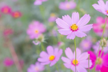 güzel pembe çiçek çiçeklenme