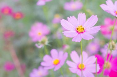 güzel pembe çiçek çiçeklenme